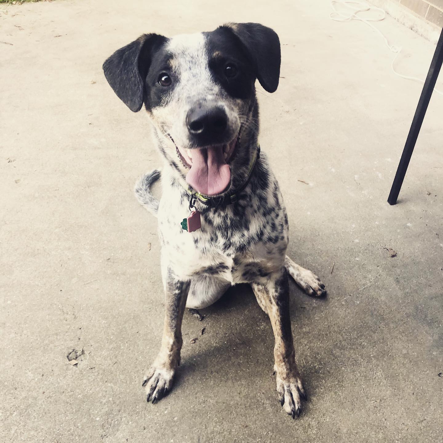 Right Rail Dog Image